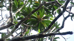 Hortia
