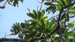 Hortia