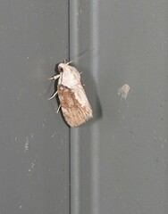Etanna breviuscula