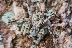 Stephanopis altifrons