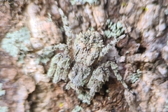 Stephanopis altifrons