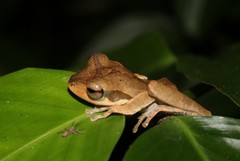 Polypedates macrotis