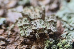 Stephanopis altifrons