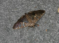 Glyphodes multilinealis