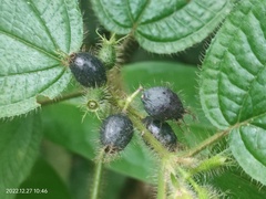Miconia crenata