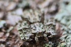 Stephanopis altifrons