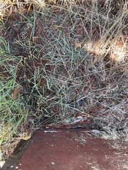 Microtus californicus