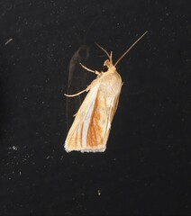 Heliocheilus cramboides