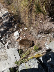 Tachyglossus aculeatus setosus