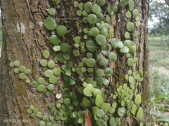 Pyrrosia