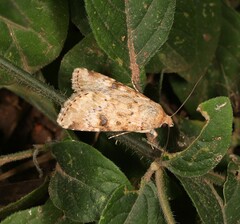 Heliothis punctifera