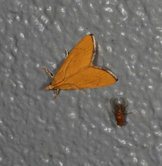 Hyalobathra brevialis