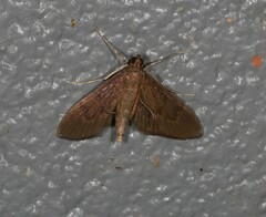 Hymenoptychis sordida