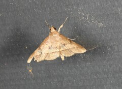 Hypospila dochmotoma