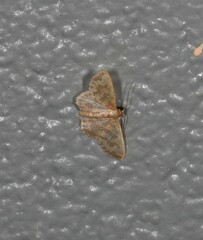 Idaea simplex