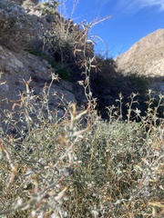 Lyrocarpa coulteri