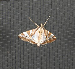 Agrioglypta itysalis