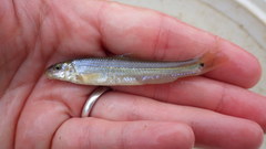 Phenacobius mirabilis