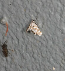 Anydraula pericompsa