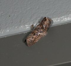 Archigargetta amydra