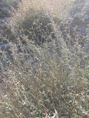 Lyrocarpa coulteri