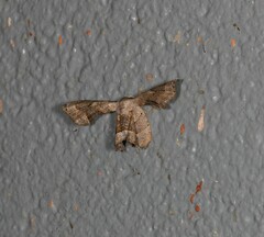 Phazaca leucocephala