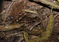 Lithobates forreri