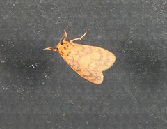 Miltochrista quadrilineata