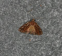 Meyrickella torquesauria