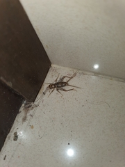 Gryllodes sigillatus