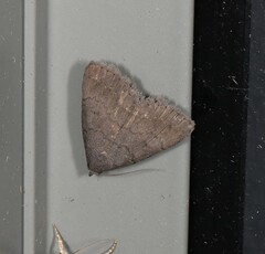 Nodaria aneliopis