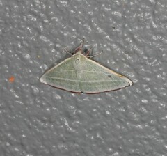 Oenochroma infantilis