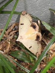 Ophiusa parcemacula