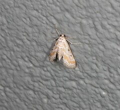 Parapoynx dentizonalis