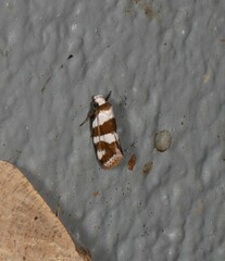 Prepocosma schalidota