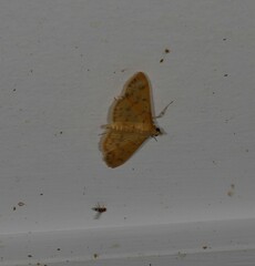 Patania balteata