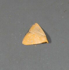 Rivula everta
