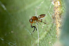 Ceraphronoidea