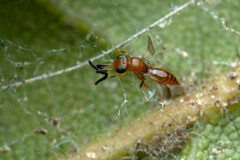 Ceraphronoidea