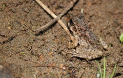 Limnonectes macrodon