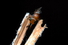 Ceraphronoidea