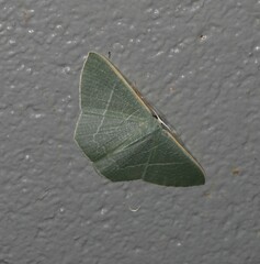 Thalassodes dorsilinea