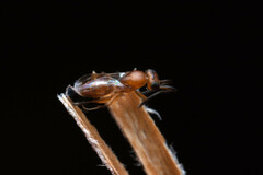Ceraphronoidea