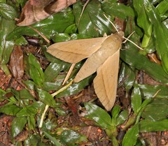 Theretra inornata