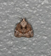 Lophothripa vitea