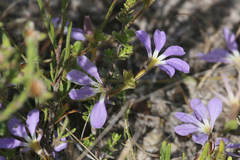 Scaevola aemula