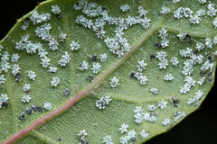 Aleuroplatus coronata