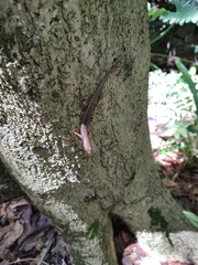 Concinnia tenuis