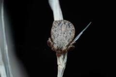 Dermacentor occidentalis