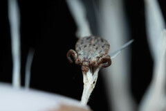 Dermacentor occidentalis